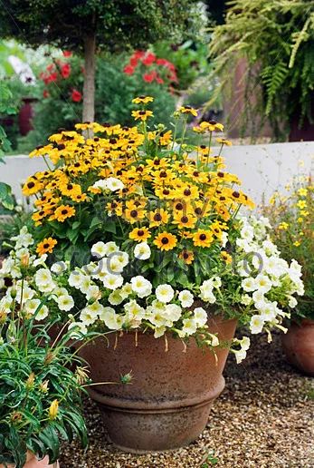 干货分享种植小技巧,混合花境设计与种植建议