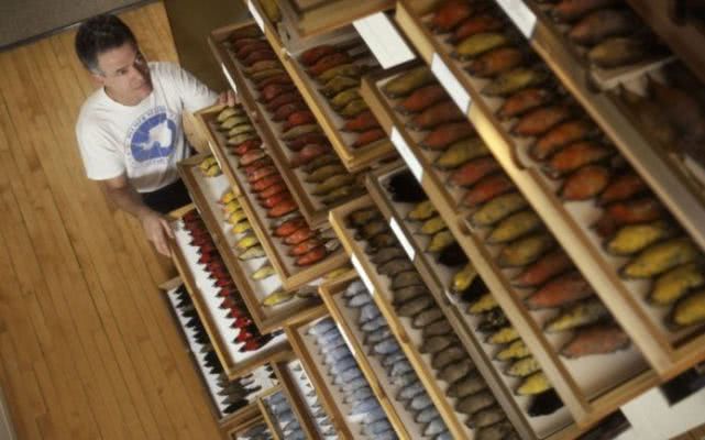 气候变暖鸟类变大的原因,为什么鸟到冬天就变得胖