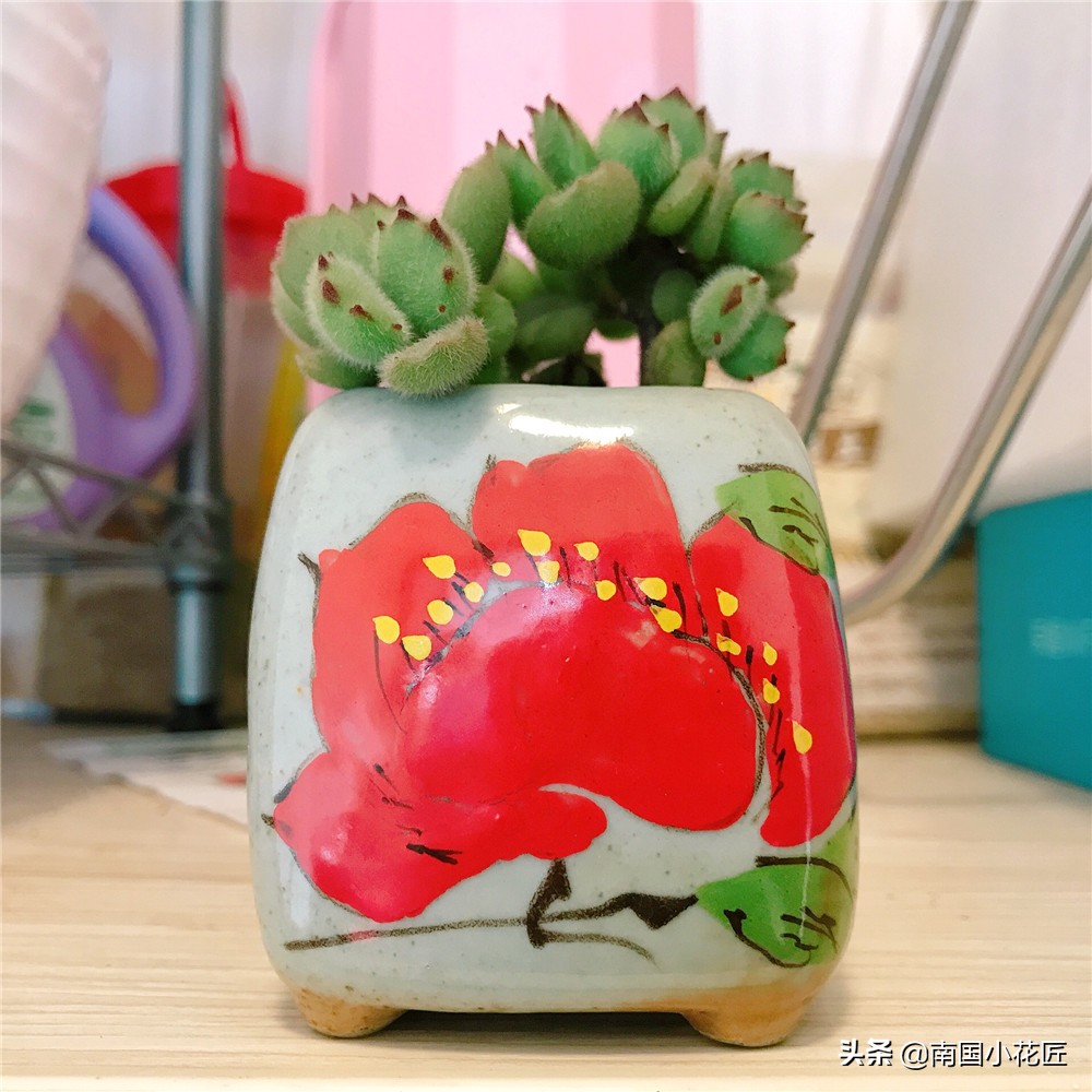 50元小熊多肉,小熊多肉多少钱一棵