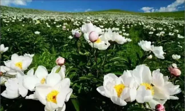 通辽好玩的景点排行榜,通辽霍林河景色
