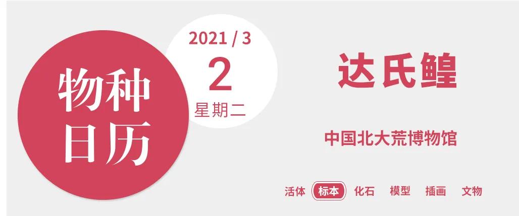 黑龙江里的鳇鱼以什么为食,松花江历史上最大的鳇鱼