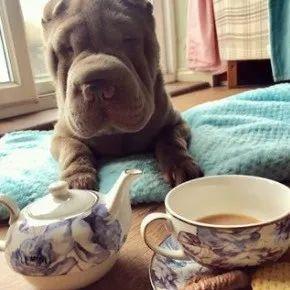 当这只整天都“睡不醒”的沙皮，遇上一位心灵手巧的铲屎官