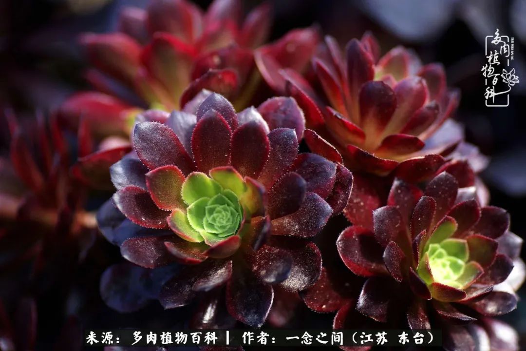 遇见花开蓝莓糖,遇见花开蔬菜沙拉酱