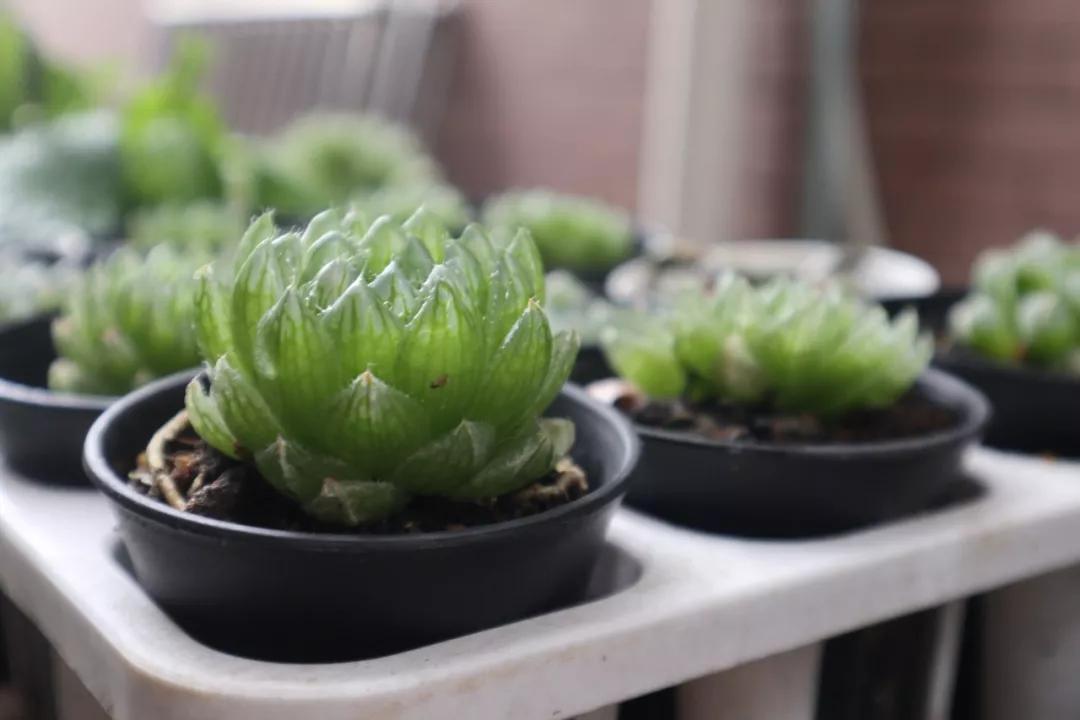 适合南方比较好养的12款多肉,养一年就开花的多肉品种