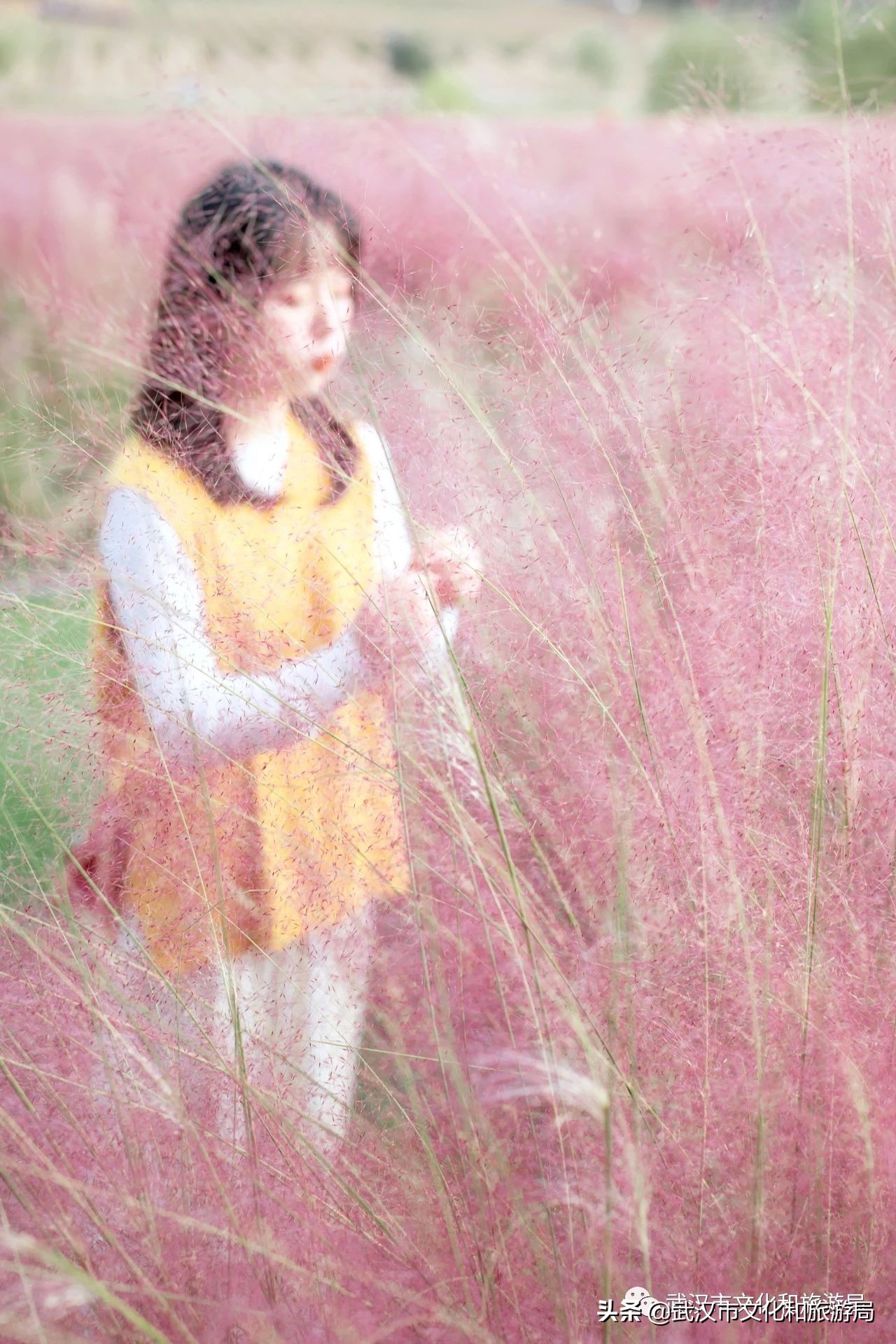 十大赏樱花胜地,武汉免费赏樱地推荐