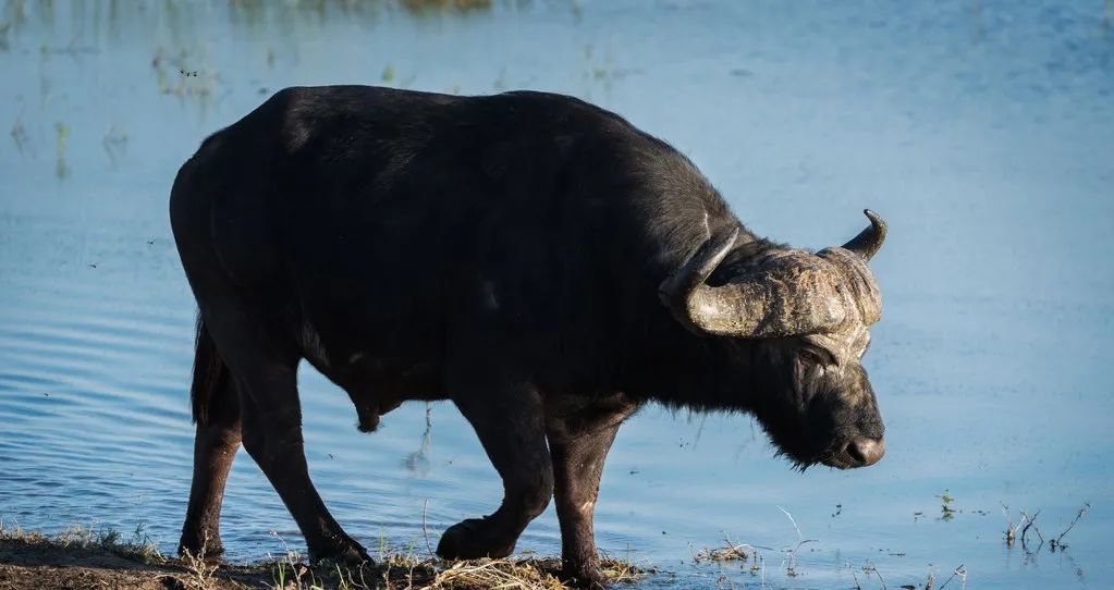 不要陷入牛奶喂养的几个误区,喂养牛奶的正确方法是什么