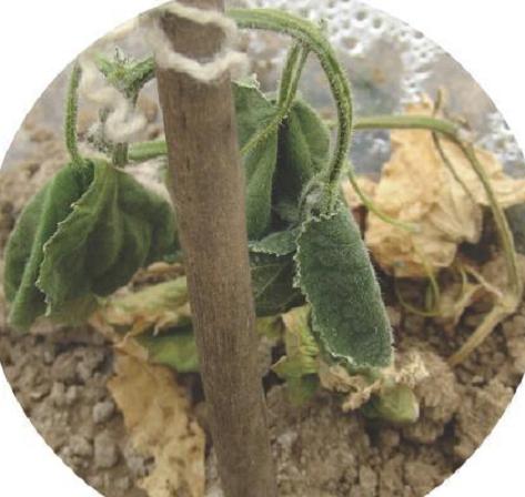 黄瓜镰刀菌枯萎病——如何防治？做好这几点就能有效防治！附方法