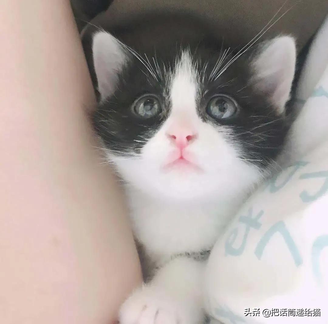 虐猫后良心发现加价“*养送**”？在日本领养流浪猫没你想的那么美好