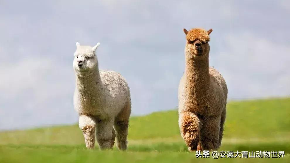 萌萌分不清楚?谁才是真正的神兽“草尼玛”