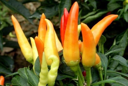 会控制自己情绪的人,掌控别人的情绪