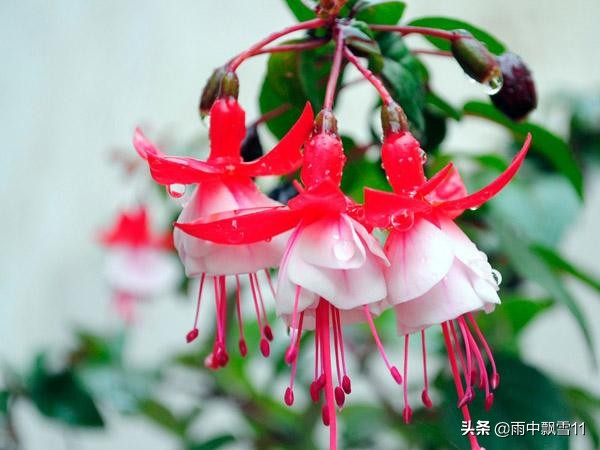 倒挂金钟吊钟花,倒挂金钟掉花蕾用什么药