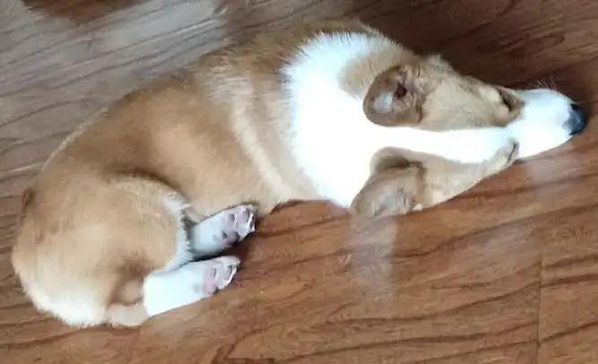 模仿狗狗睡姿,分享下你家狗子的睡姿