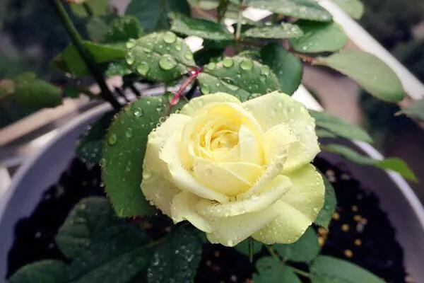 20种必买月季品种图片,网购月季有哪些品种好活