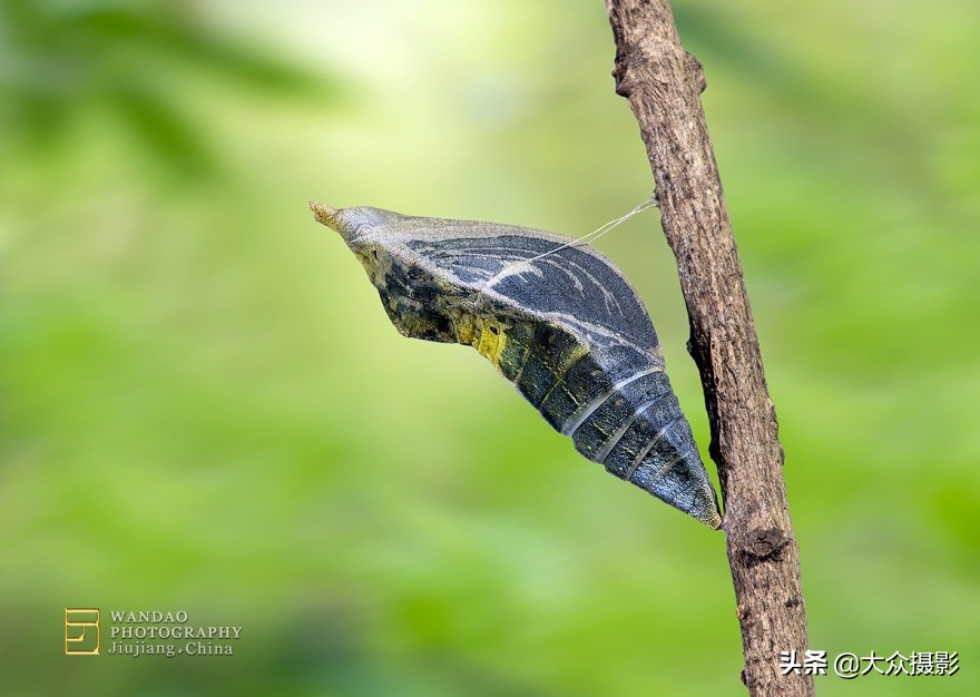 他7年专注拍蝴蝶,获“蝶痴”、“蝶仙”雅号