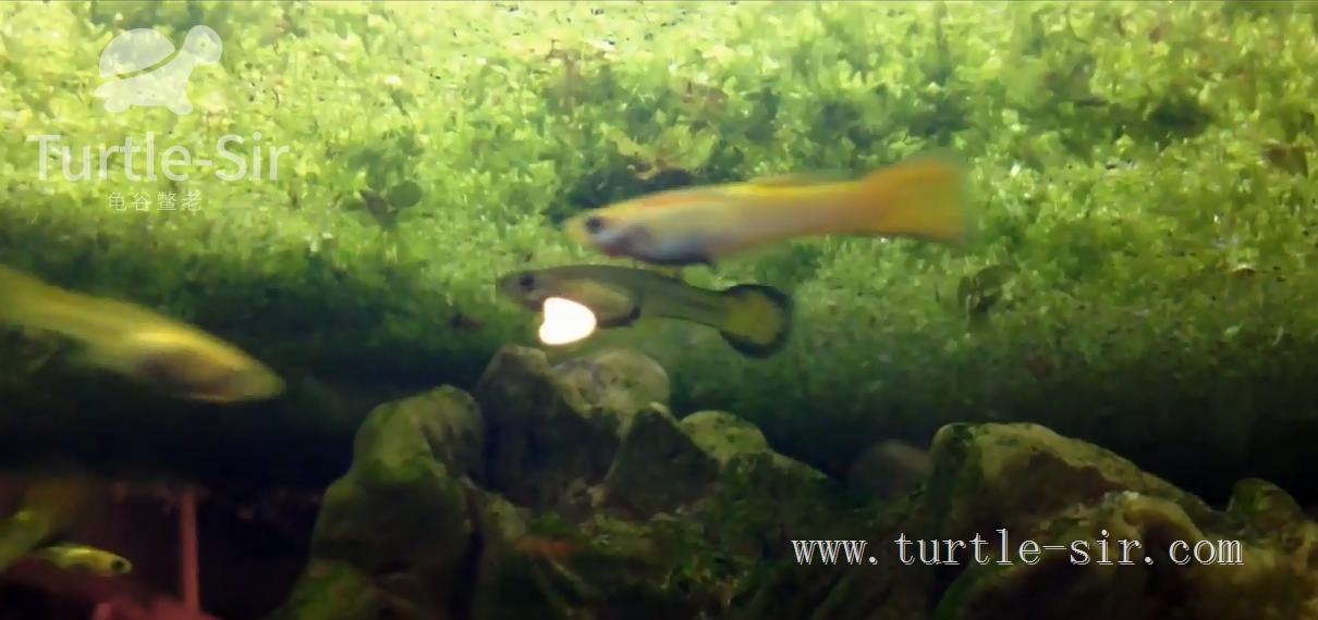 龟缸养龟怎么保持水质清澈,养龟之道如何掌握适宜龟缸水位