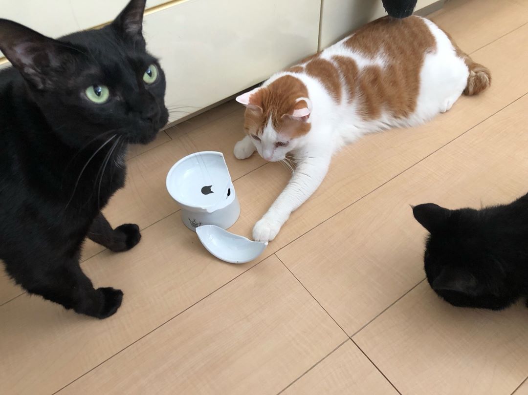 养猫维生素可以用什么代替,给猫补充维生素b2什么样子的