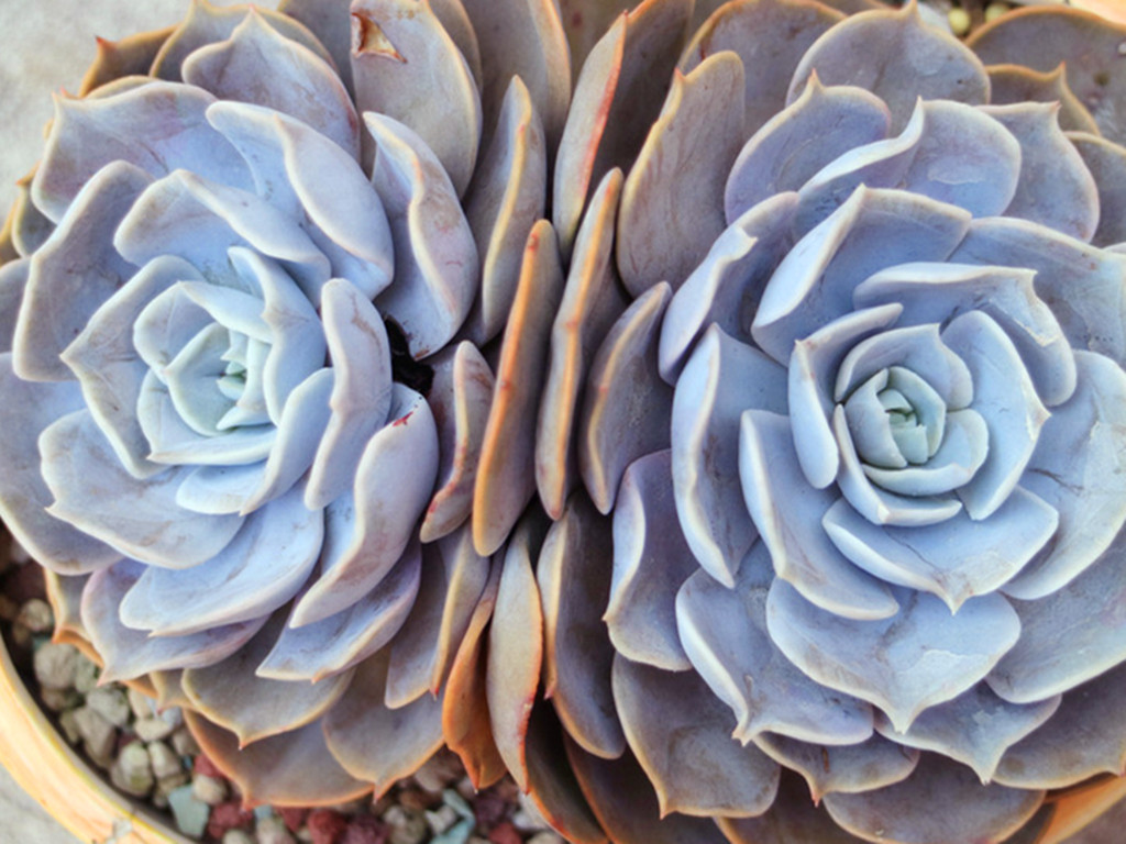 遮雨遮阳多肉,遮阳遮雨的多肉