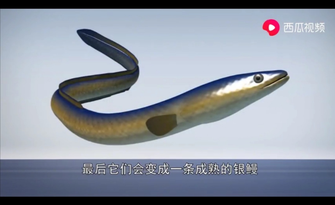 成都出现“鱼吃荷花”奇景？西瓜视频带你看拥有超能力的神奇生物