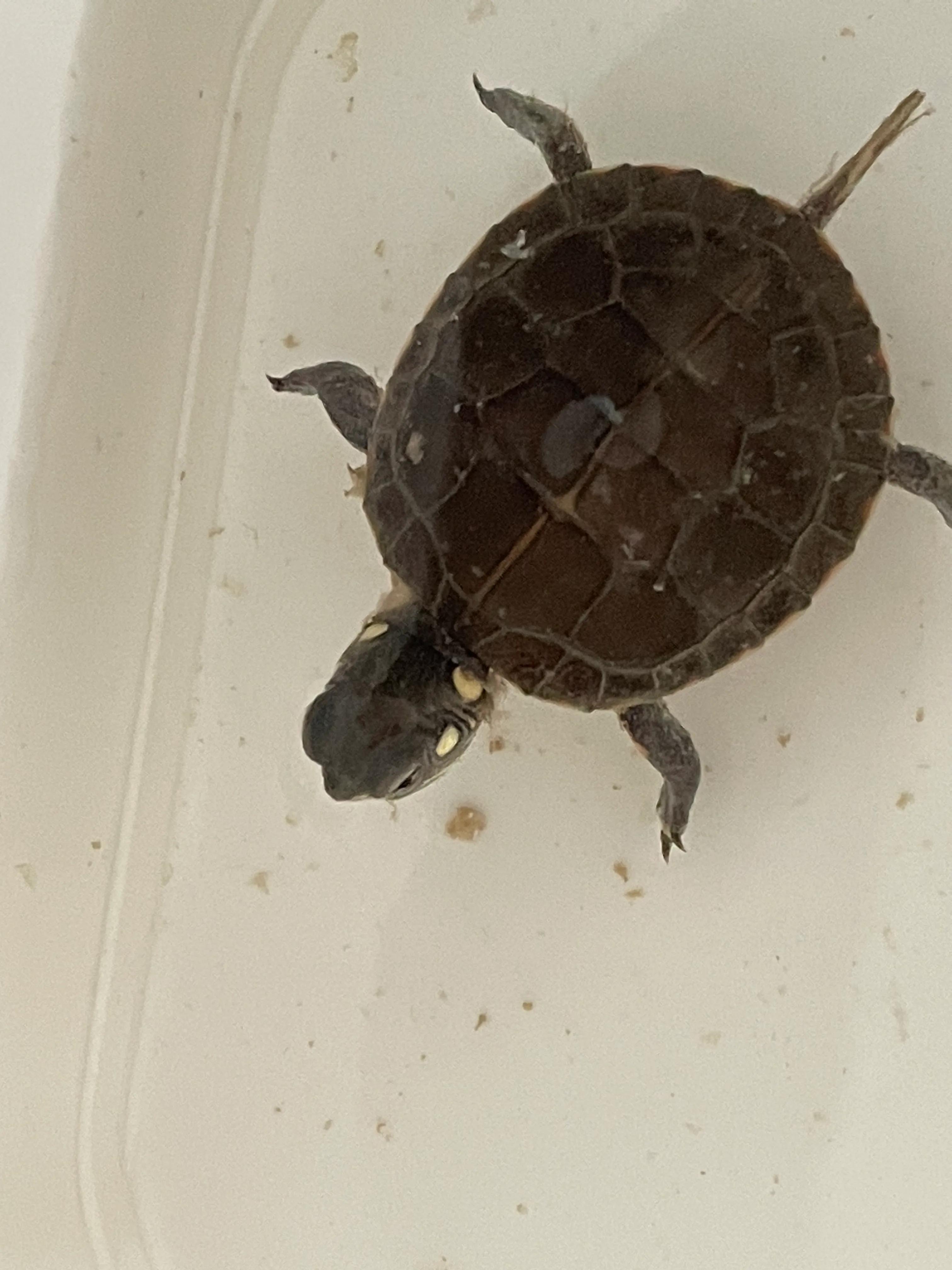 东锦龟底板腐甲怎么处理,西锦腐皮怎么处理