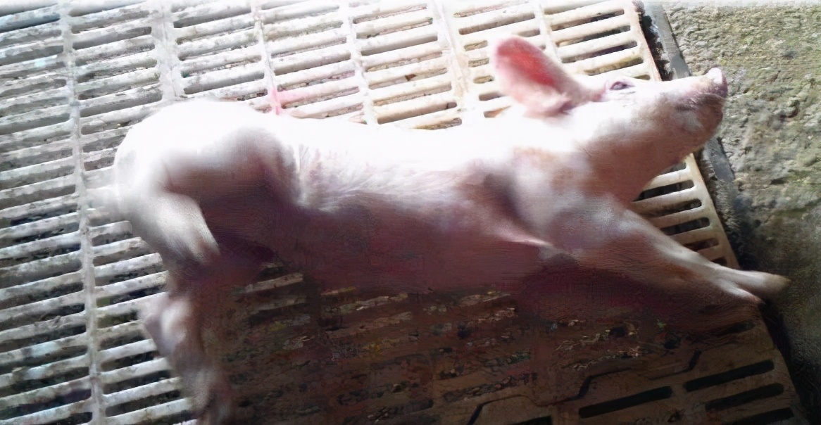 猪链球菌性关节炎的治疗方法,脑炎型猪链球菌最佳治疗方案