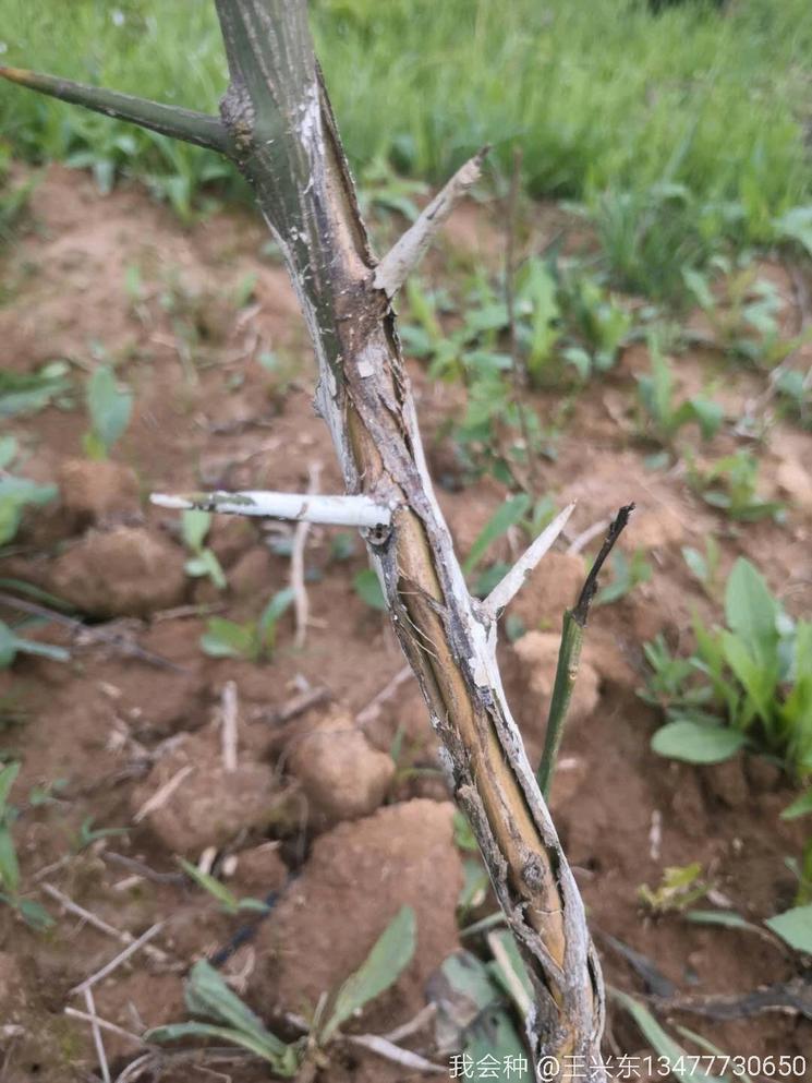 椪柑黄化病怎么治,杂柑腐烂病防治