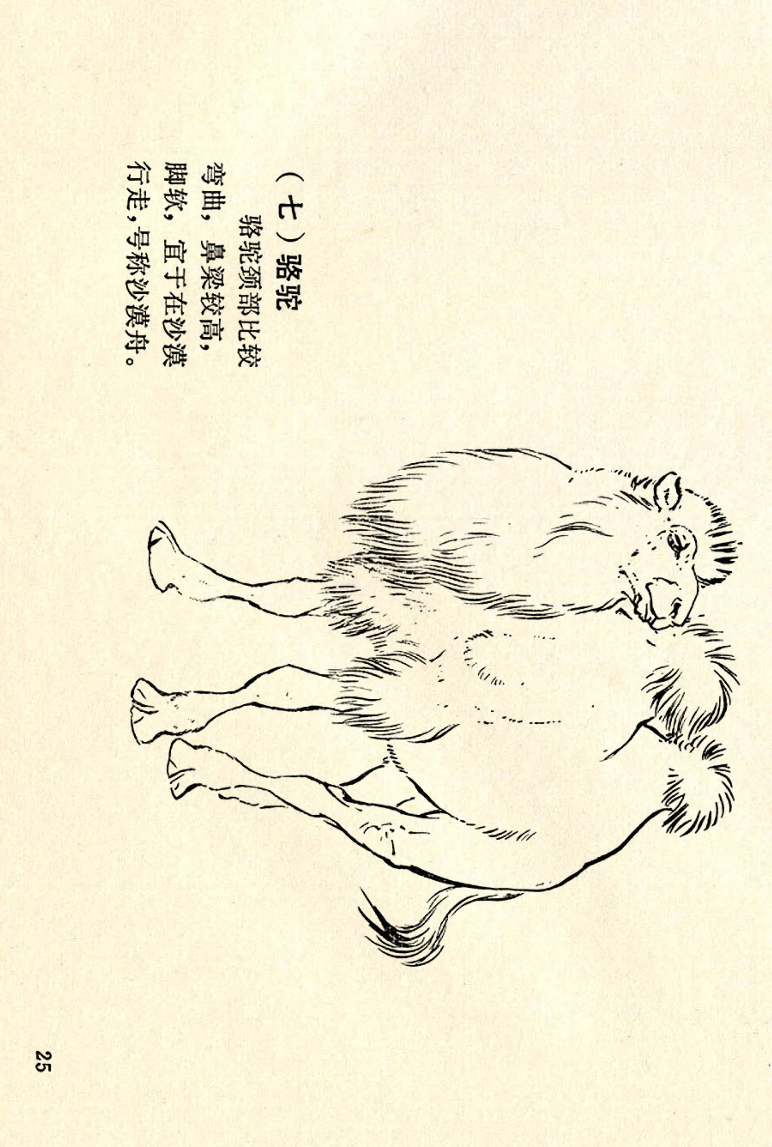 刘继卣画的学习方法,刘继卣动物插画