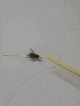 搞笑gif惊讶原来渣猫长这个样子,搞笑gif段子最后这只猫也太萌了吧