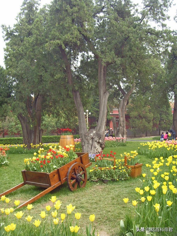 你知道各国的国花是什么,各个国家的国花介绍