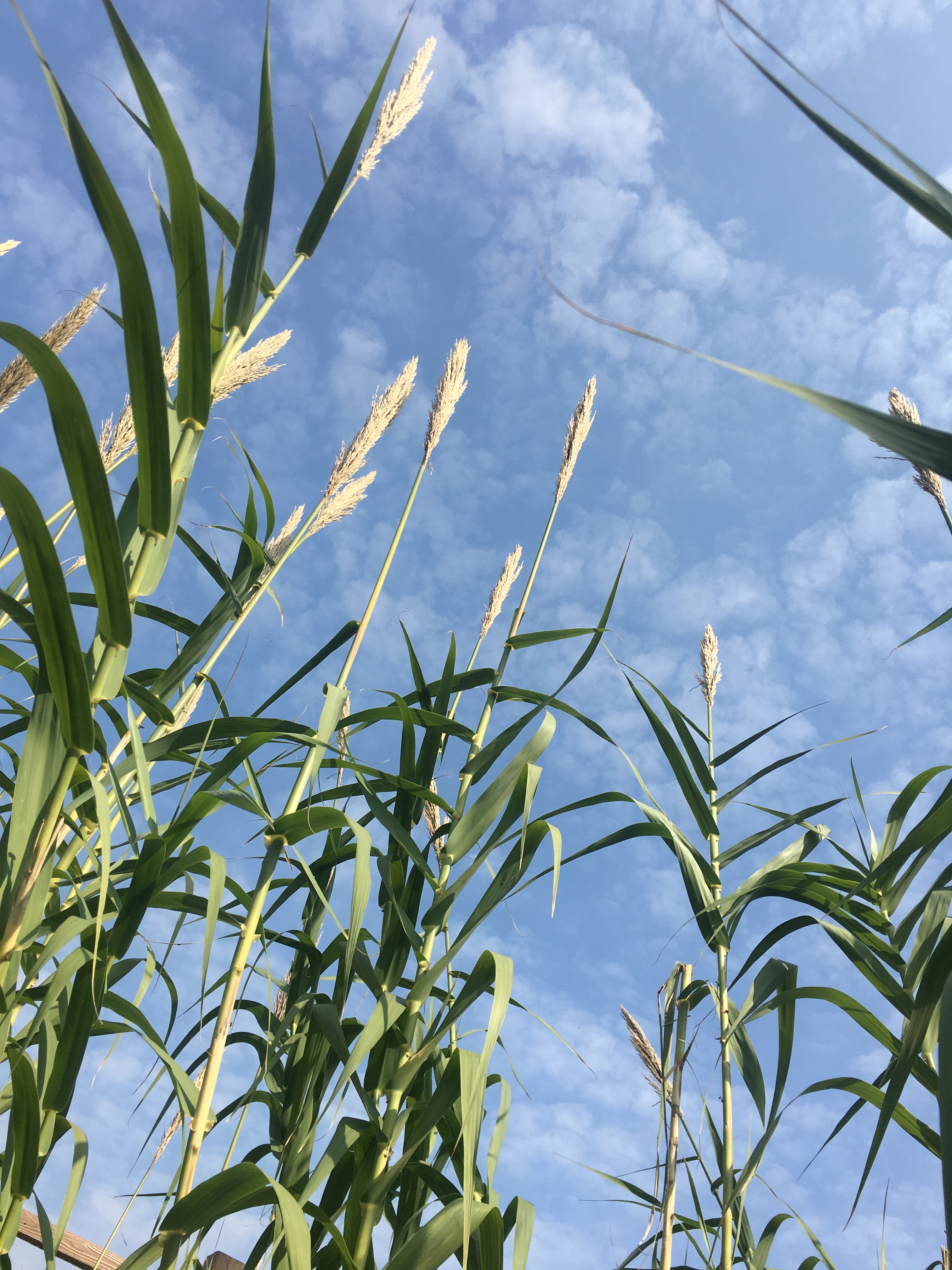 在抗失眠的战场上，我一路高歌凯旋而归！