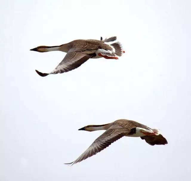 初中语文课外古诗意象,初中语文古诗之意象意境知识点