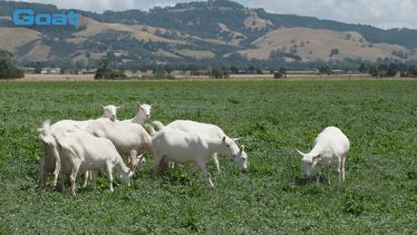 李佳琦推荐澳洲goat羊奶皂,李佳琦推荐黄黑皮克星
