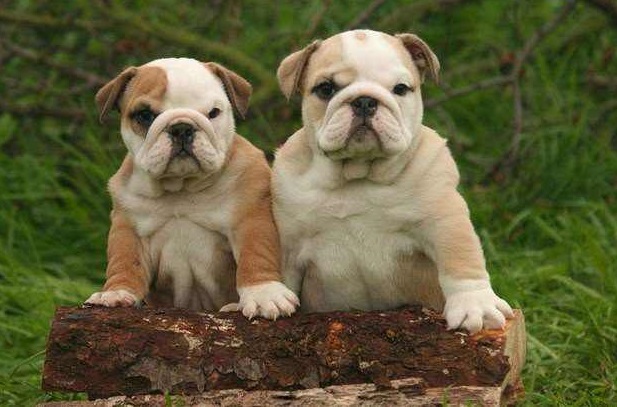 常见的宠物狗品种有哪些,宠物狗大型犬不掉毛有哪些品种