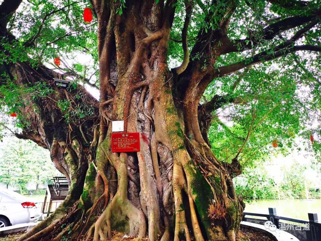 平阳鸣山古村落图片,千年古村平阳县鸣山村古城夜景