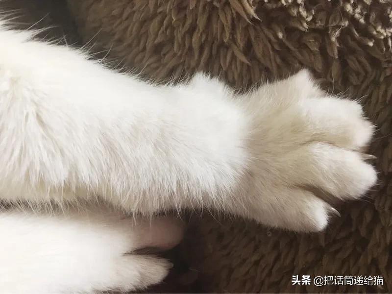 当小猫咪遇上大型犬,当小猫咪遇到大狗狗真是太温馨了