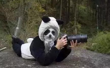 外国到底有多喜欢大熊猫,外国人是有多喜欢大熊猫