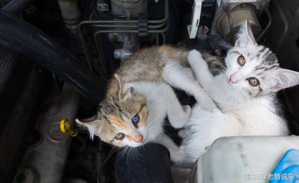 冬天车机舱有动物进去怎么解决,冬天动物进汽车发动机怎么办