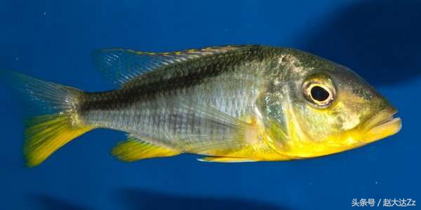 三湖流星鲷打架,三湖慈鲷流星鲷苗子