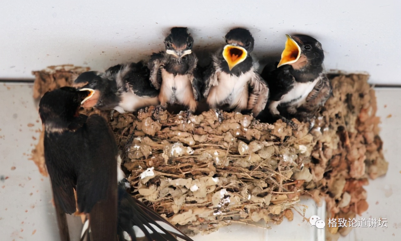 捡到只受伤的鸟怎么办,野外捡到受伤的小鸟