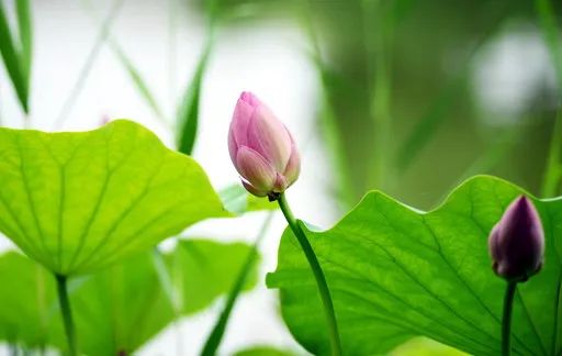 江苏10大赏荷地,赏荷地图推荐