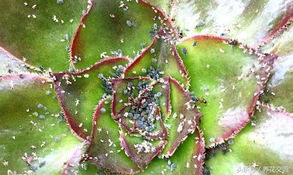 室内蚜虫从哪里来的,如何消灭蚜虫最有效的方法