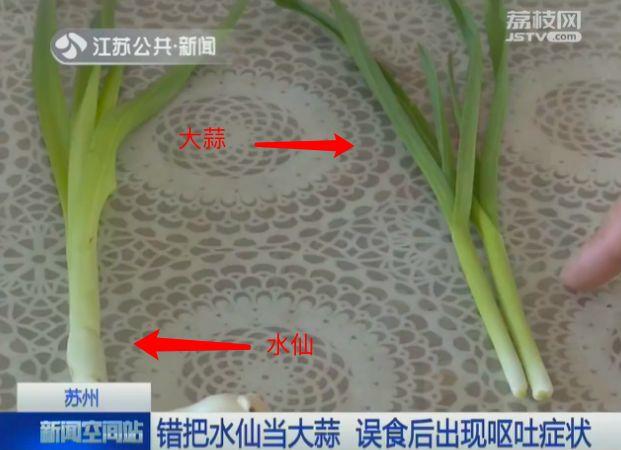 揪了把阳台种的“大蒜”做菜，母女俩呕吐不止！竟是因为……