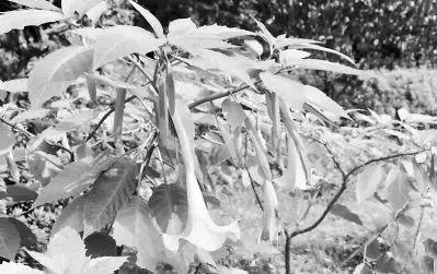 揪了把阳台种的“大蒜”做菜，母女俩呕吐不止！竟是因为……