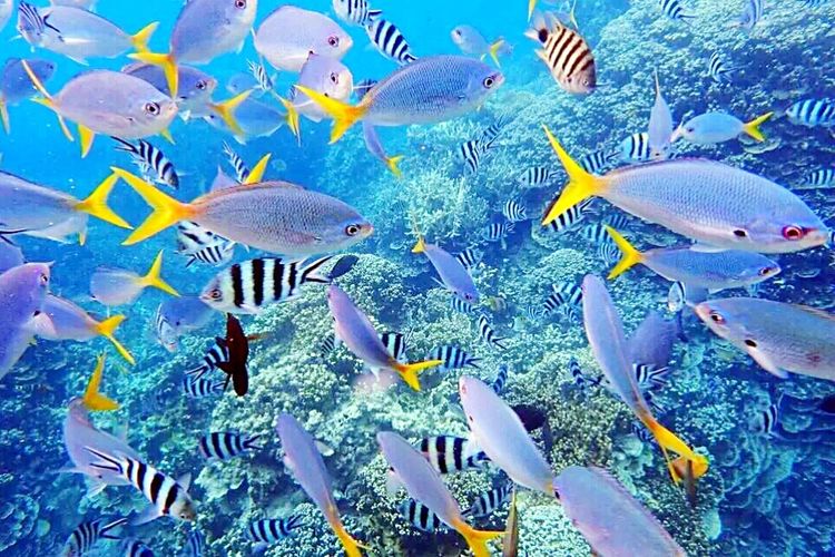 畅游粉红色的梦幻仙境·提克豪岛