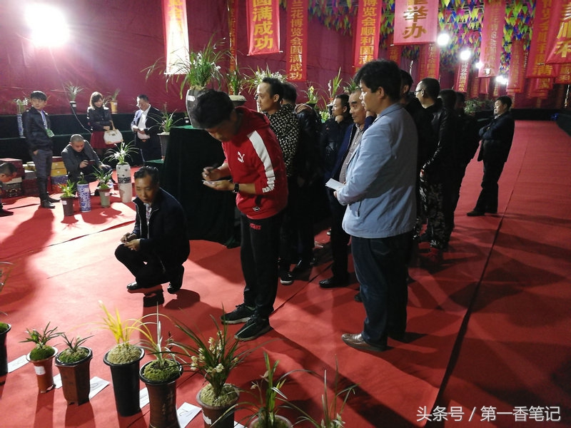 2018年昆明兰花展精品图片,云南兰花展作品欣赏