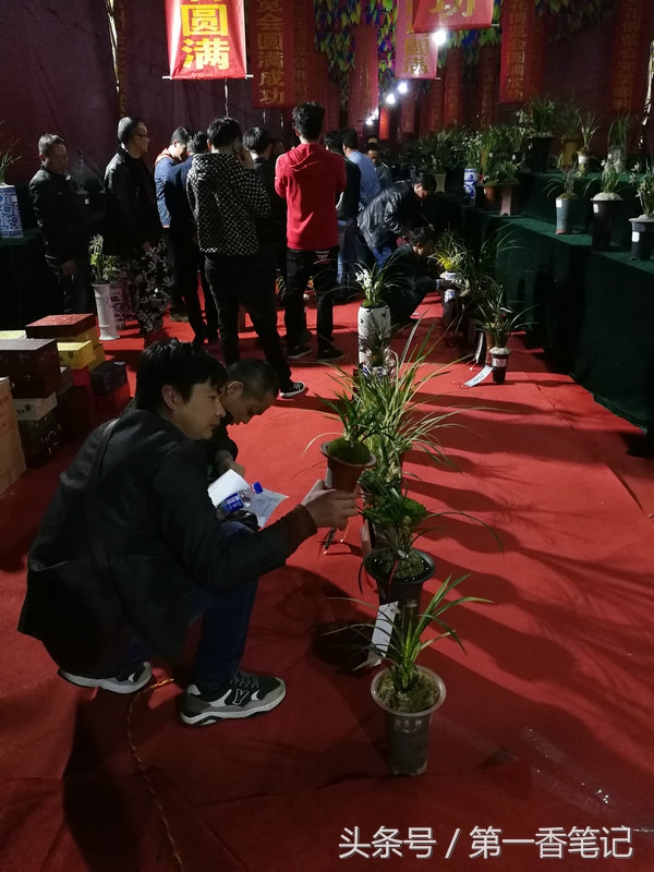 2020年云南兰花展获奖图片,2018年昆明兰花展精品图片