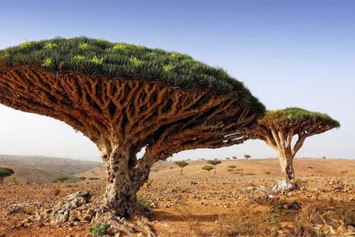 节日|今天是植树节，也是他逝世93周年的日子。