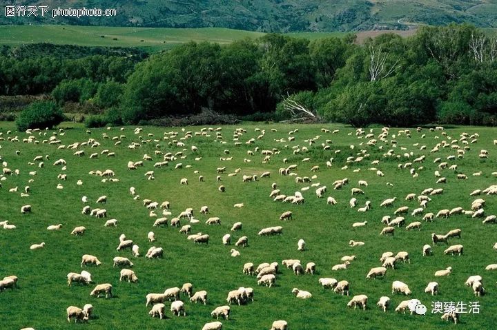 澳洲山羊奶手工皂,山羊奶丝滑滋润手工皂