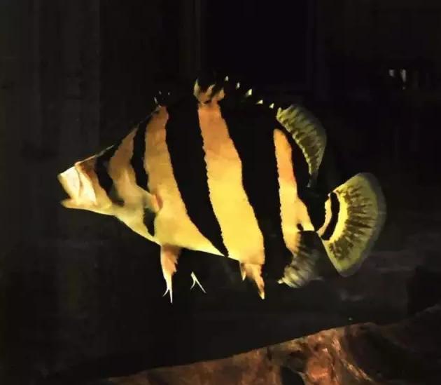 泰虎和印尼虎区别是什么,印尼虎和泰虎一起养