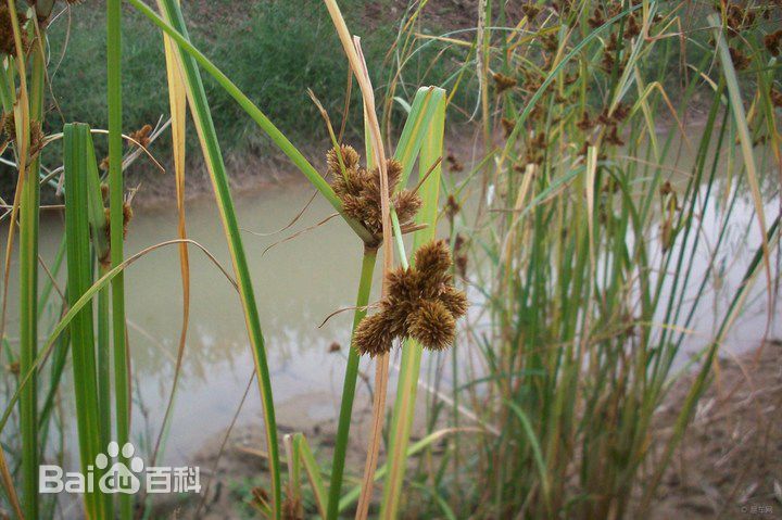 我们身边常见又叫不上名的植物,身边常见的中草药植物