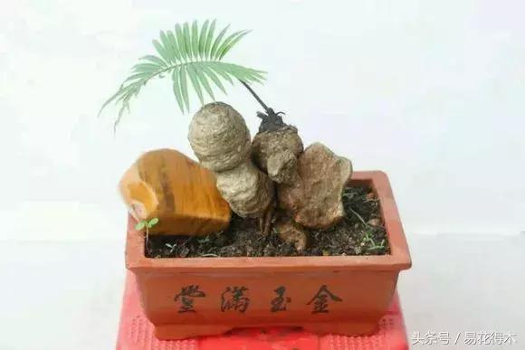 惊蛰适合播种哪些花木盆栽,惊蛰过后盆栽怎么养活好